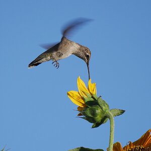 Hummingbird .JPG