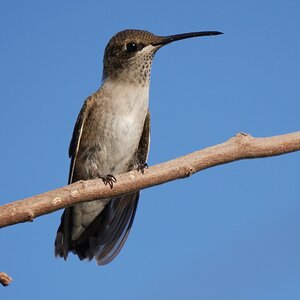 Bird.JPG