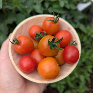 Tomatoes.jpg