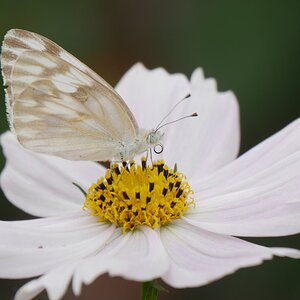Butterfly.JPG