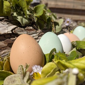 Eggs