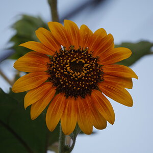 sunflower.JPG