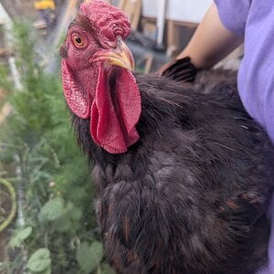 Cypriano my rooster