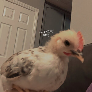 IMG_1572.jpeg