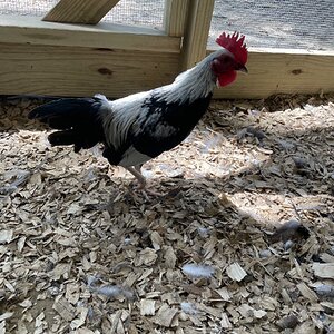 APAABA Bantam Rooster Show 8.jpg