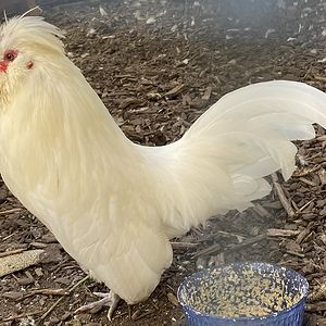 APAABA Bantam Rooster Show 9a.png