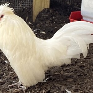 APAABA Bantam Rooster Show 9c.jpg