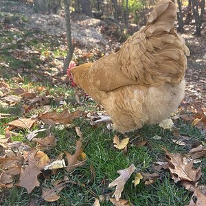 APAABA Large Fowl Hen Show 1a.jpg