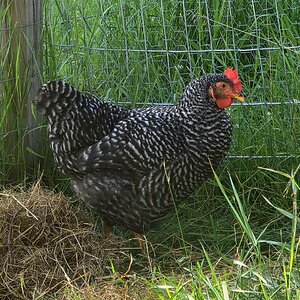 APAABA Large Fowl Hen Show 2b.jpg