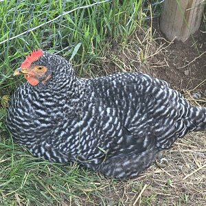 APAABA Large Fowl Hen Show 3b.jpg