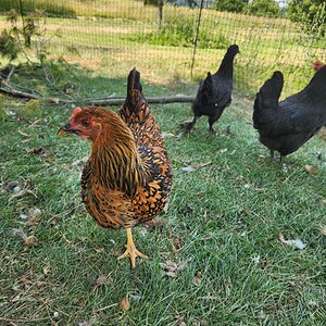 APAABA Large Fowl Hen Show 4a.jpg