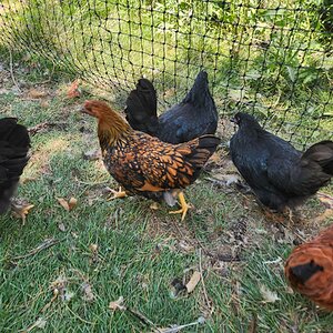 APAABA Large Fowl Hen Show 4b.jpg