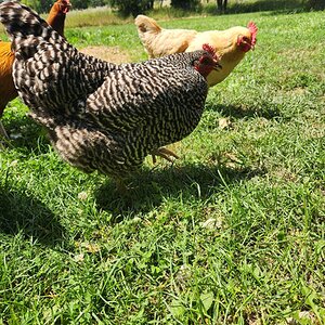 APAABA Large Fowl Hen Show 5b.jpg