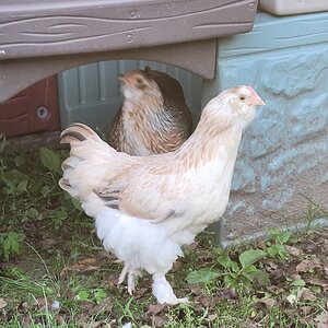 APAABA Large Fowl Hen Show 6.jpg
