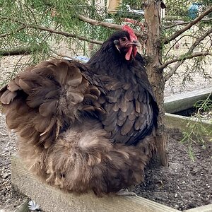 APAABA Large Fowl Hen Show 8.jpg