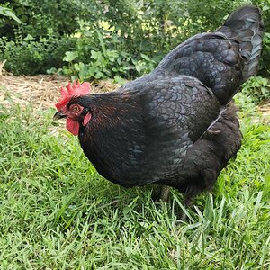 APAABA Large Fowl Hen Show 10c.jpg