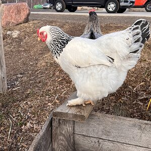APAABA Large Fowl Hen Show 11b.jpg