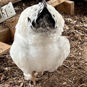 APAABA Large Fowl Hen Show 11c.jpg