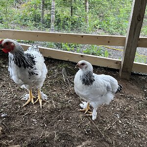 APAABA Large Fowl Hen Show 11e.jpg