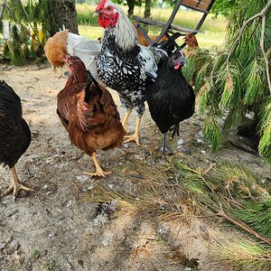 APAABA Large Fowl Rooster Show 1c.jpg