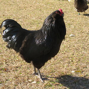 APAABA Large Fowl Rooster Show 2b.jpg