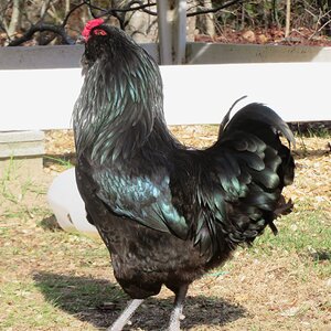 APAABA Large Fowl Rooster Show 2c.jpg