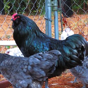 APAABA Large Fowl Rooster Show 2d.jpg