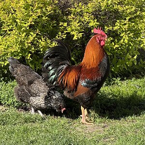 APAABA Large Fowl Rooster Show 3b.jpg