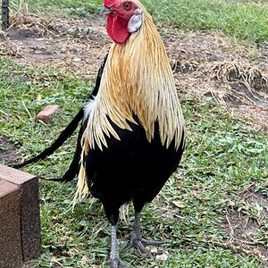 APAABA Large Fowl Rooster Show 5b.jpg