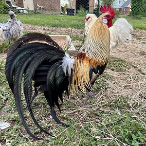 APAABA Large Fowl Rooster Show 5c.jpg