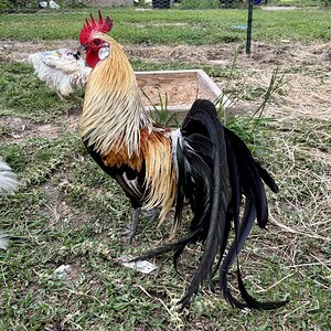 APAABA Large Fowl Rooster Show 5d.jpg
