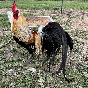 APAABA Large Fowl Rooster Show 5e.jpg