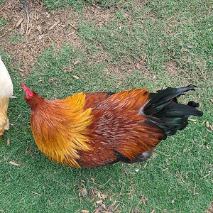 APAABA Large Fowl Rooster Show 6b.jpg