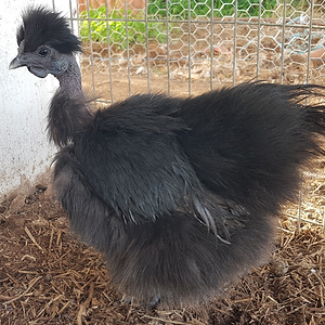 Non-APAABA Bantam Hen Show 1a.png