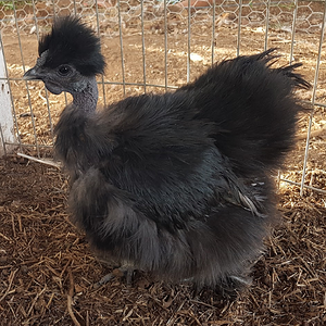 Non-APAABA Bantam Hen Show 1b.png