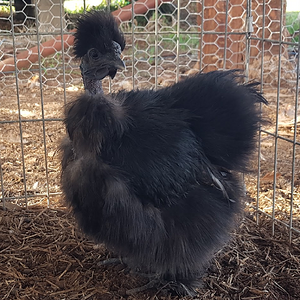 Non-APAABA Bantam Hen Show 1c.png