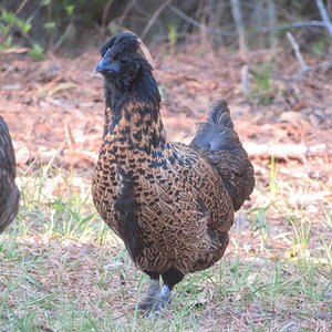 Non-APAABA Bantam Hen Show 2b.jpg