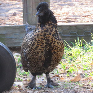 Non-APAABA Bantam Hen Show 2c.jpg