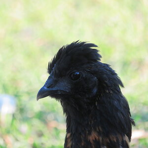 Non-APAABA Bantam Hen Show 2e.jpg