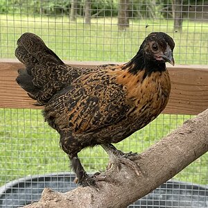 Non-APAABA Bantam Hen Show 3a.jpg