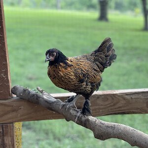 Non-APAABA Bantam Hen Show 3c.jpg