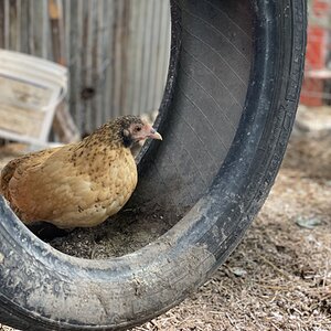 Non-APAABA Bantam Hen Show 4a.jpg