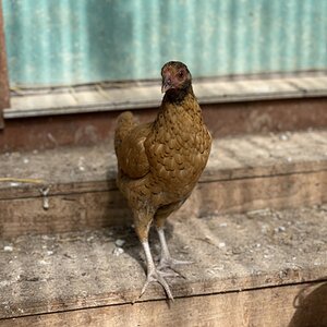 Non-APAABA Bantam Hen Show 4b.jpg