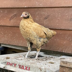 Non-APAABA Bantam Hen Show 4c.jpg