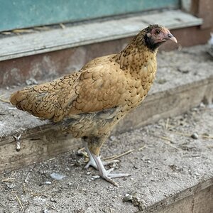 Non-APAABA Bantam Hen Show 4d.jpg