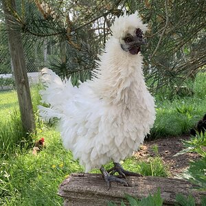 Non-APAABA Bantam Hen Show 5.jpg