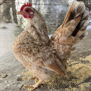 Non-APAABA Bantam Hen Show 6.jpg