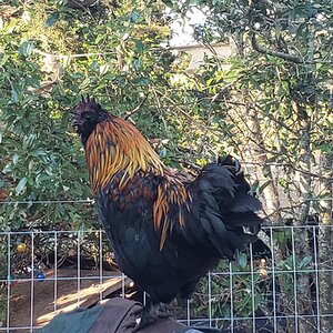 Non-APAABA Bantam Rooster Show 1b.jpg