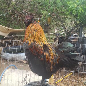 Non-APAABA Bantam Rooster Show 1c.jpg