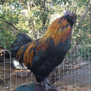 Non-APAABA Bantam Rooster Show 1d.jpg